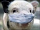 В Онежском районе отменён карантин по африканской чуме свиней