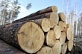 Порядок рассмотрения заявления участника лесного рынка на территории Архангельской области о присоединении к Хартии в сфере оборота древесины