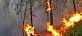 С 4 августа в лесах Поморья введен особый противопожарный режим