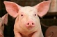 Сняты ограничения, связанные с заболеванием животных африканской чумой свиней